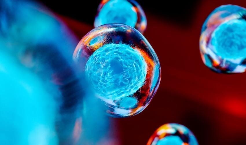 The Math of Stem Cells Image of The Math of Stem Cells